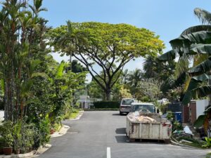 A Raintree (Samanea saman) in flower on Springleaf Lane, in Springleaf Gardens estate