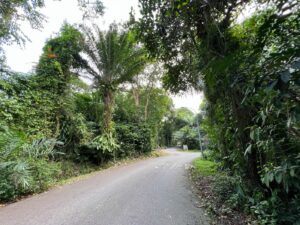 Dense vegetation on both sides of the road on Woodleigh Park