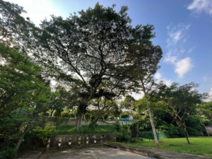 Green space on Cheng Soon Garden Road right up against Pan-Island Expressway, with a really nice, big, rain tree looming overhead. 