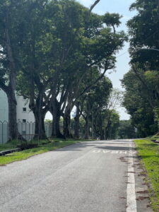 Looking southeastward down quiet, tree-lined Abingdon Road